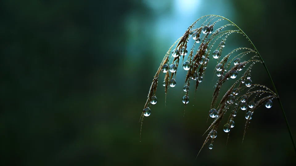 A wild oat seedhead archives first light in dozens of refractive dew spheres against silent green bokeh.